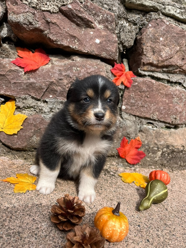 Du rivage des mille etangs - Chiots disponibles - Berger Australien