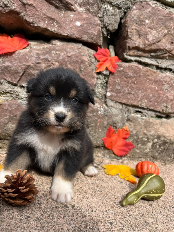 Du rivage des mille etangs - Chiots disponibles - Berger Australien