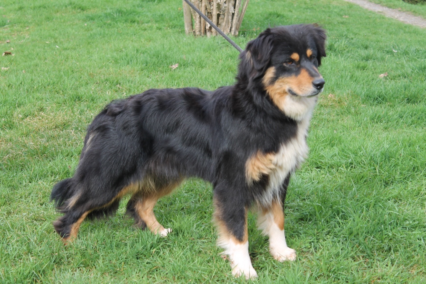 Chiot Berger Australien Du rivage des mille etangs