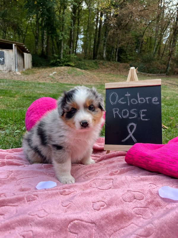 Du rivage des mille etangs - Chiots disponibles - Berger Australien