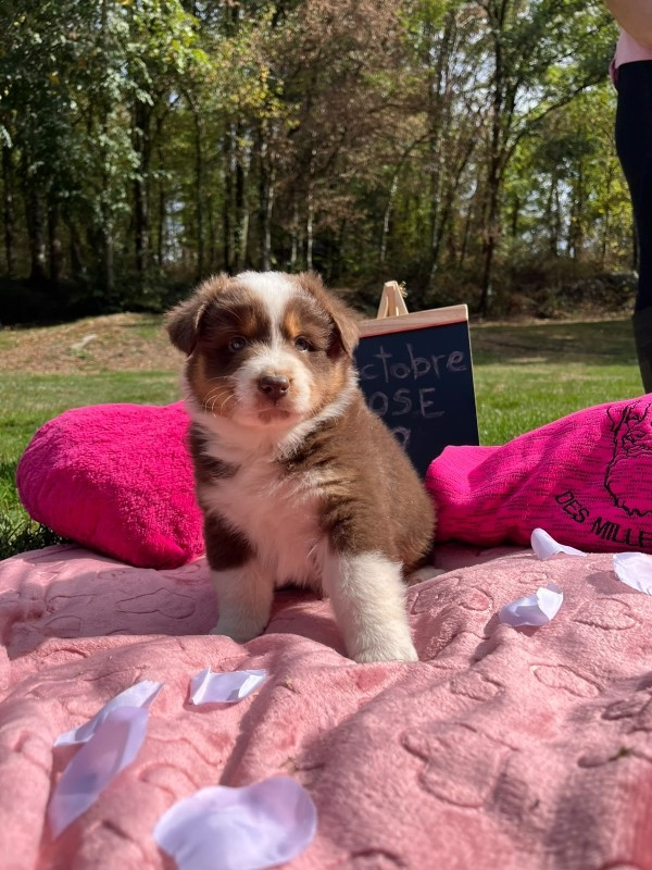Du rivage des mille etangs - Chiots disponibles - Berger Australien
