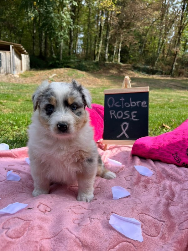 Du rivage des mille etangs - Chiots disponibles - Berger Australien