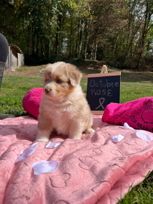 Du rivage des mille etangs - Chiots disponibles - Berger Australien