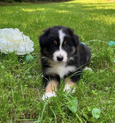 Du rivage des mille etangs - Chiots disponibles - Berger Australien