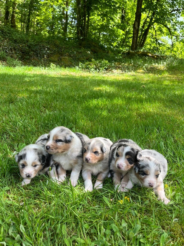 Du rivage des mille etangs - Chiots disponibles - Berger Australien