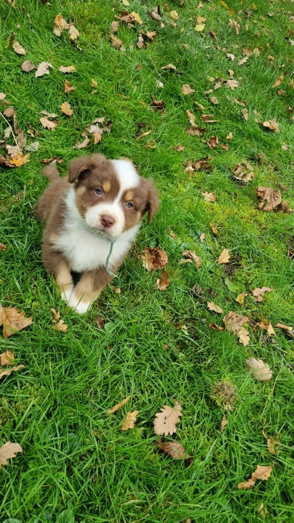 Du rivage des mille etangs - Chiots disponibles - Berger Australien