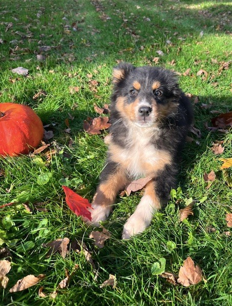 Du rivage des mille etangs - Chiots disponibles - Berger Australien