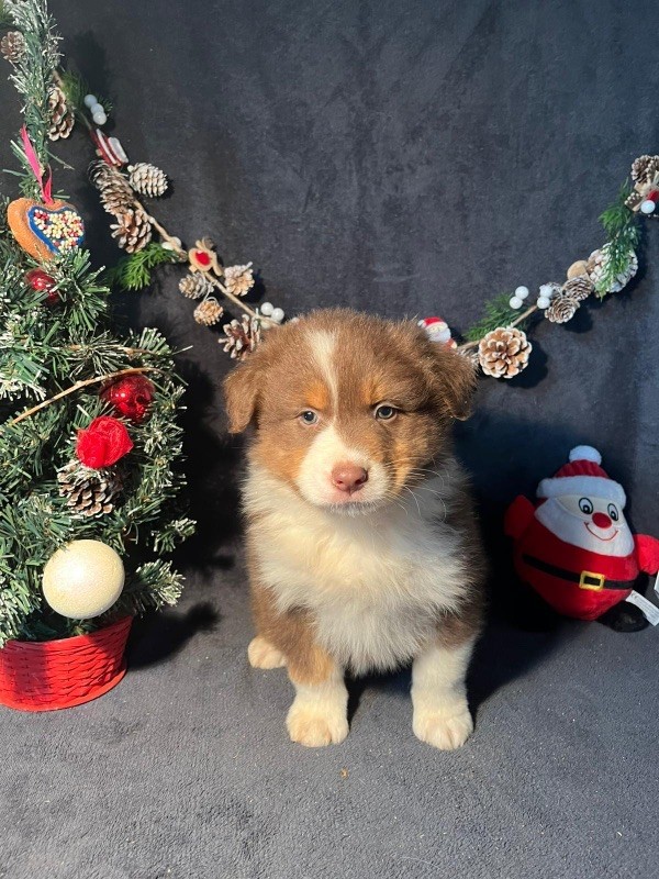 Du rivage des mille etangs - Chiots disponibles - Berger Australien