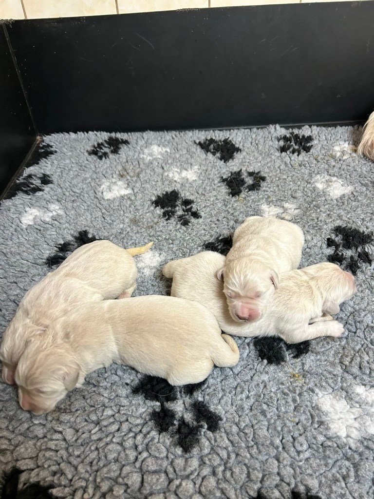 Du rivage des mille etangs - Chiots disponibles - Golden Retriever