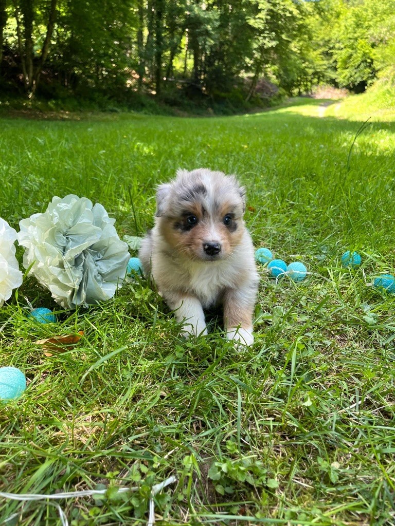 Du rivage des mille etangs - Chiots disponibles - Berger Australien