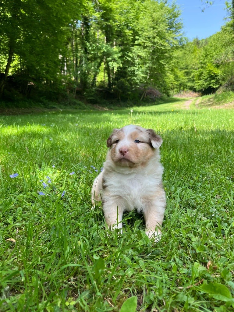 Du rivage des mille etangs - Chiots disponibles - Berger Australien