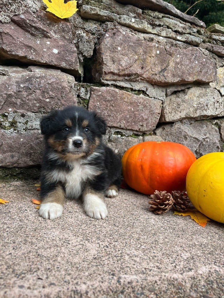 Du rivage des mille etangs - Chiots disponibles - Berger Australien