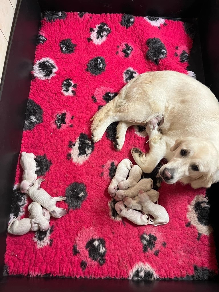 Du rivage des mille etangs - Chiots disponibles - Golden Retriever