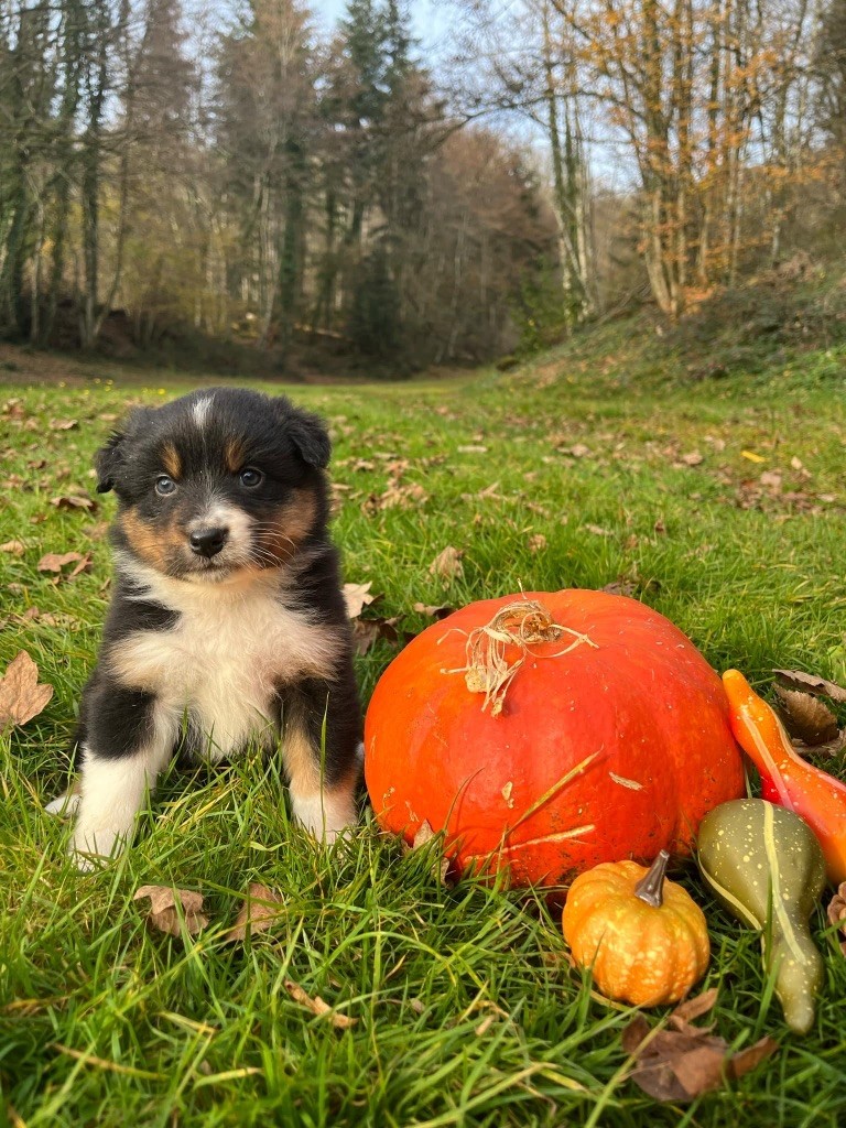Du rivage des mille etangs - Chiots disponibles - Berger Australien