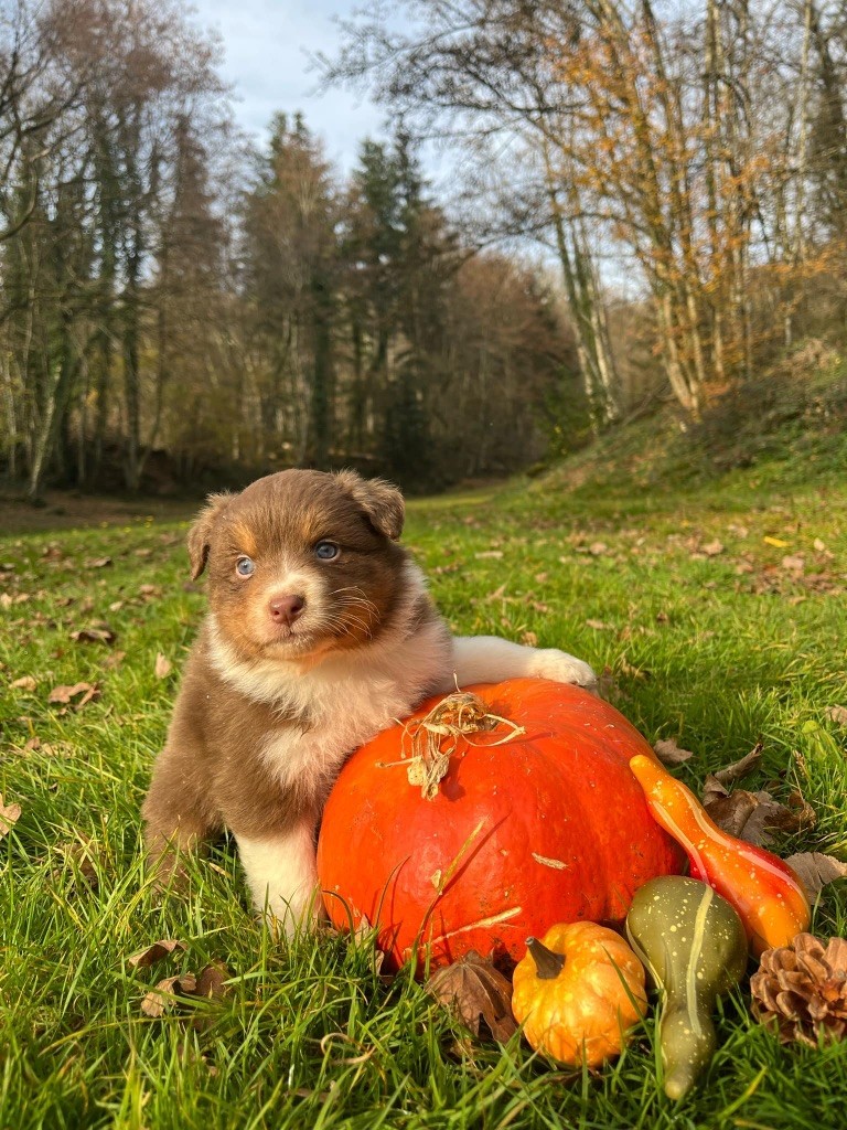 Du rivage des mille etangs - Chiots disponibles - Berger Australien