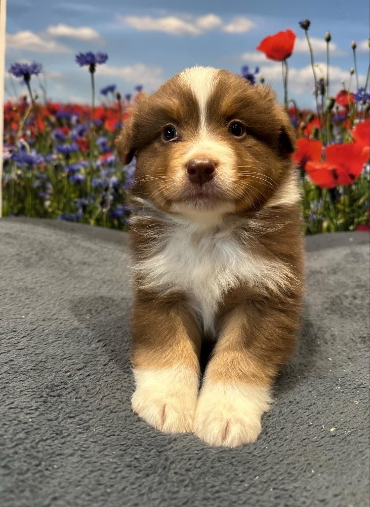 Du rivage des mille etangs - Chiots disponibles - Berger Australien