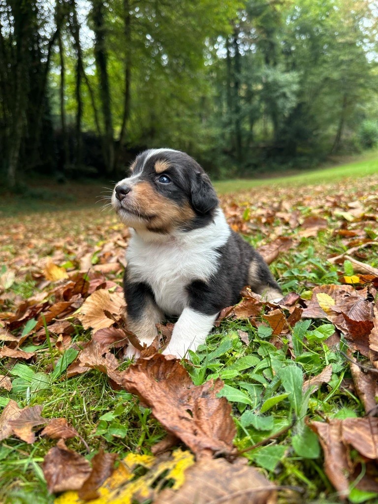 Du rivage des mille etangs - Chiots disponibles - Berger Australien