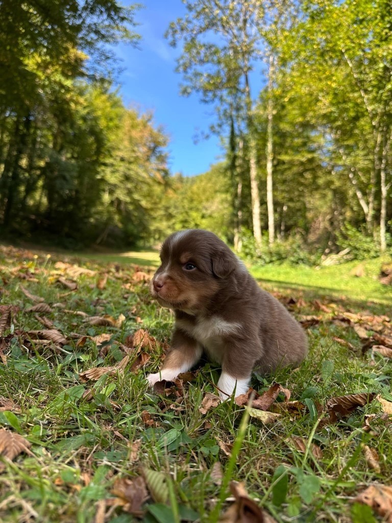 Du rivage des mille etangs - Chiots disponibles - Berger Australien
