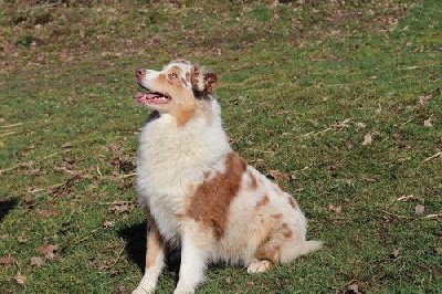 Du rivage des mille etangs - Berger Australien - Portée née le 02/09/2025
