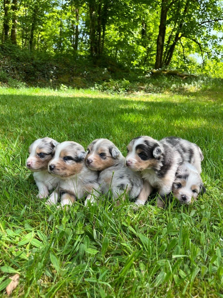 Du rivage des mille etangs - Chiots disponibles - Berger Australien