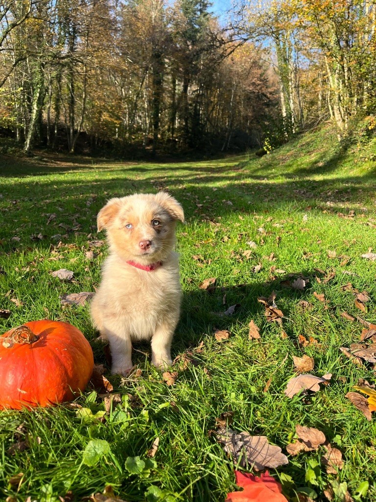 Du rivage des mille etangs - Chiots disponibles - Berger Australien