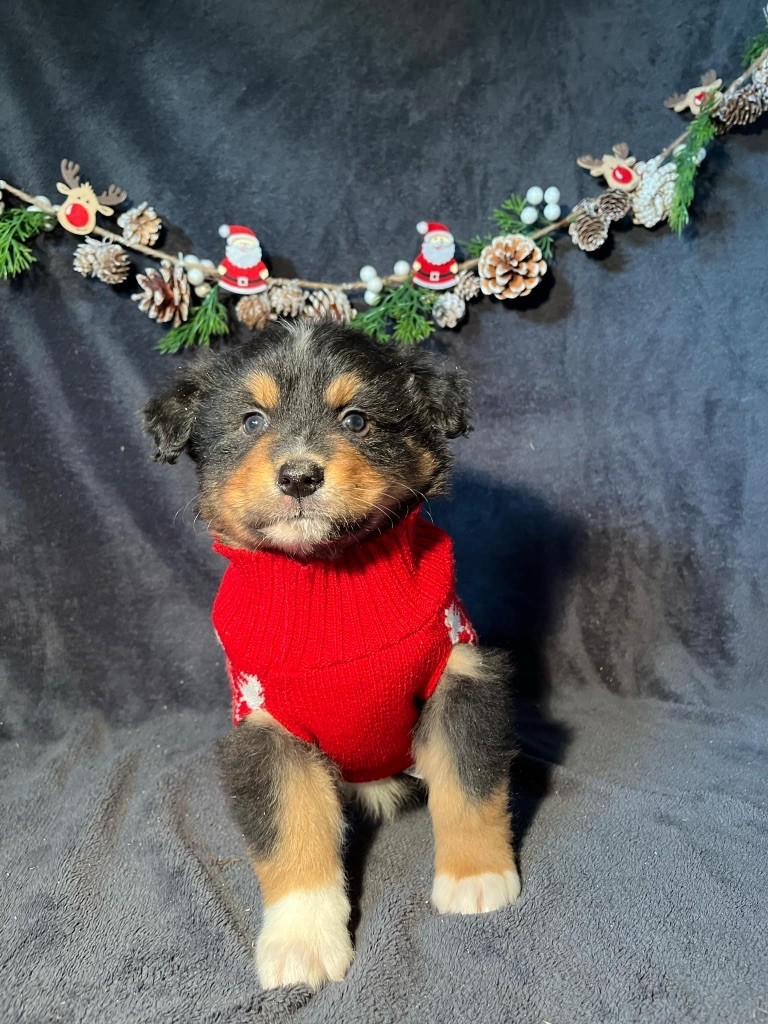 Du rivage des mille etangs - Chiots disponibles - Berger Australien