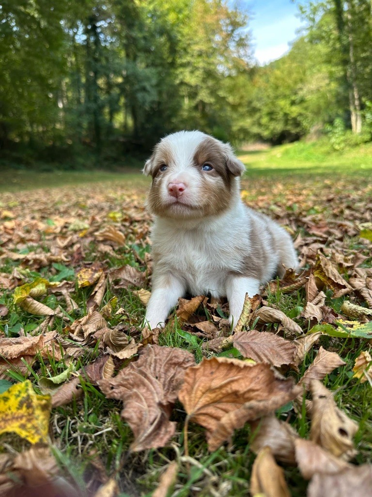 Du rivage des mille etangs - Chiots disponibles - Berger Australien