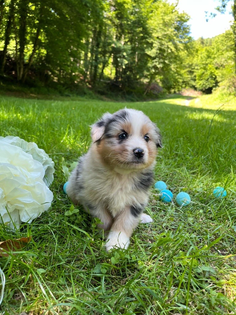 Du rivage des mille etangs - Chiots disponibles - Berger Australien