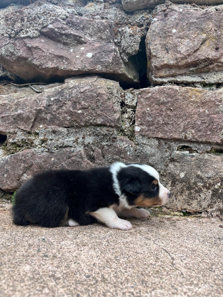 Du rivage des mille etangs - Chiots disponibles - Berger Australien