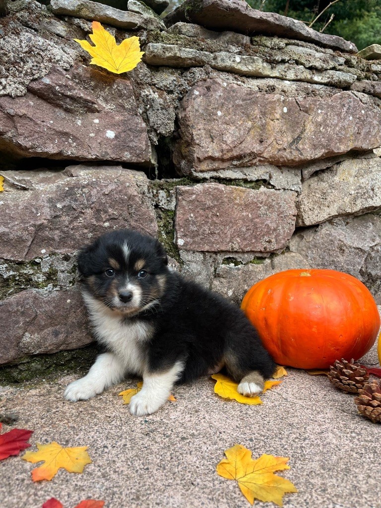 Du rivage des mille etangs - Chiots disponibles - Berger Australien