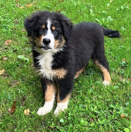 Du rivage des mille etangs - Chiots disponibles - Berger Australien