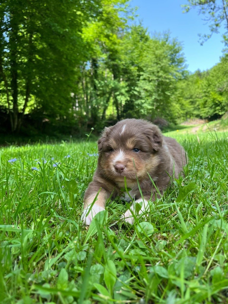 Du rivage des mille etangs - Chiots disponibles - Berger Australien