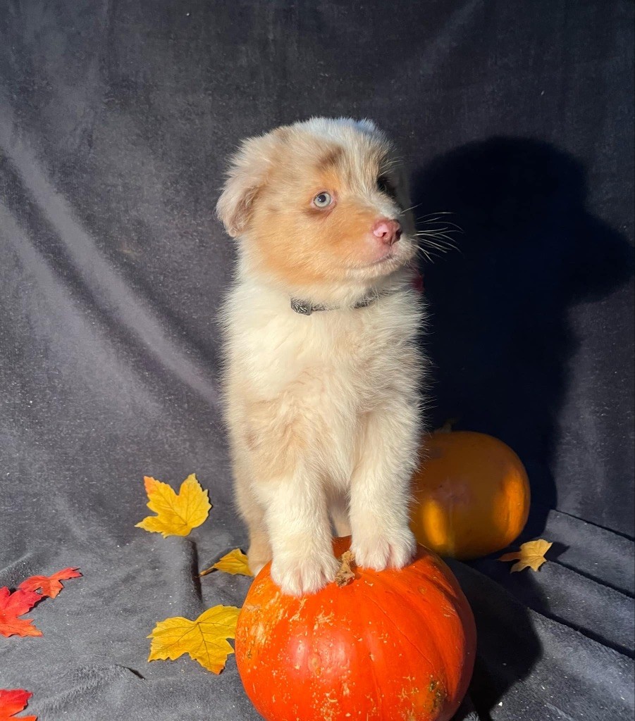 Du rivage des mille etangs - Chiots disponibles - Berger Australien