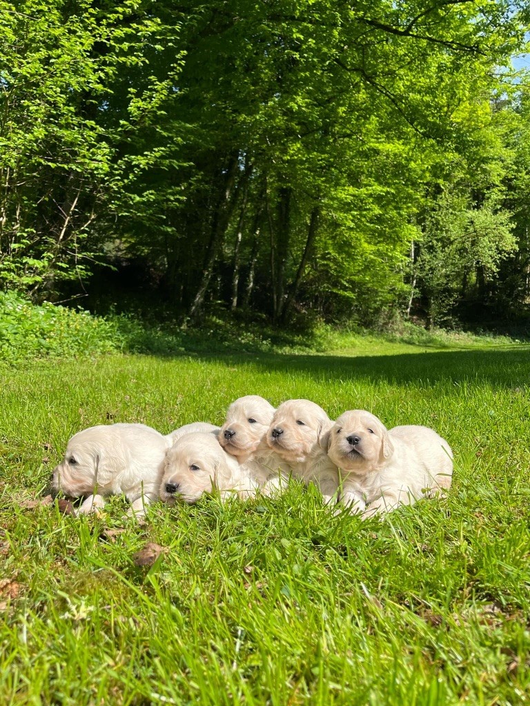Du rivage des mille etangs - Chiots disponibles - Golden Retriever