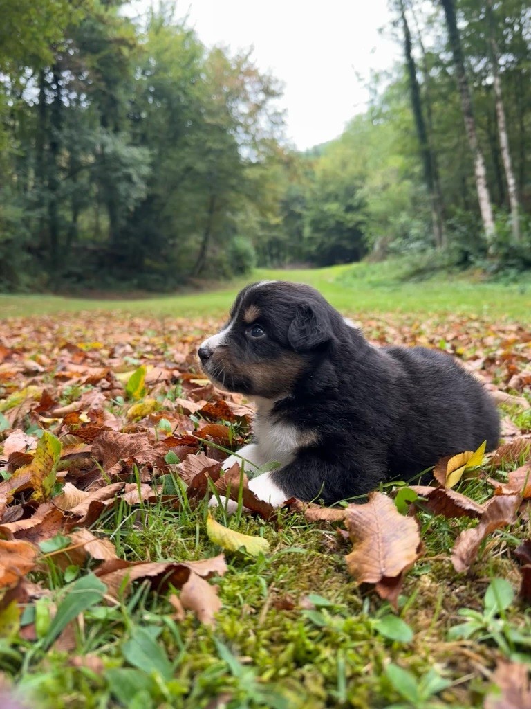 Du rivage des mille etangs - Chiots disponibles - Berger Australien