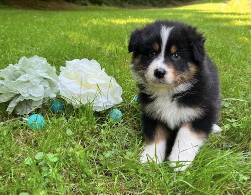 Du rivage des mille etangs - Chiots disponibles - Berger Australien