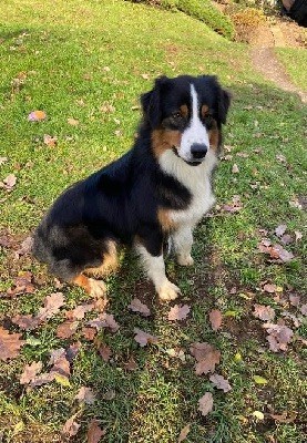 Chiot Berger Australien Du rivage des mille etangs