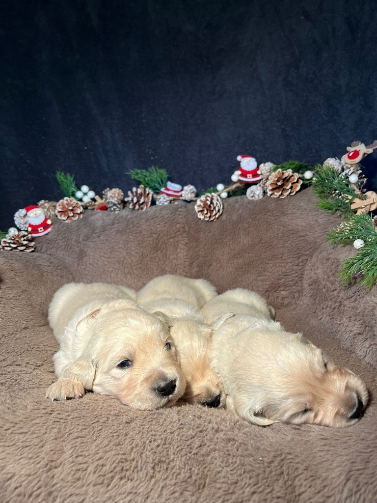 Du rivage des mille etangs - Chiots disponibles - Golden Retriever