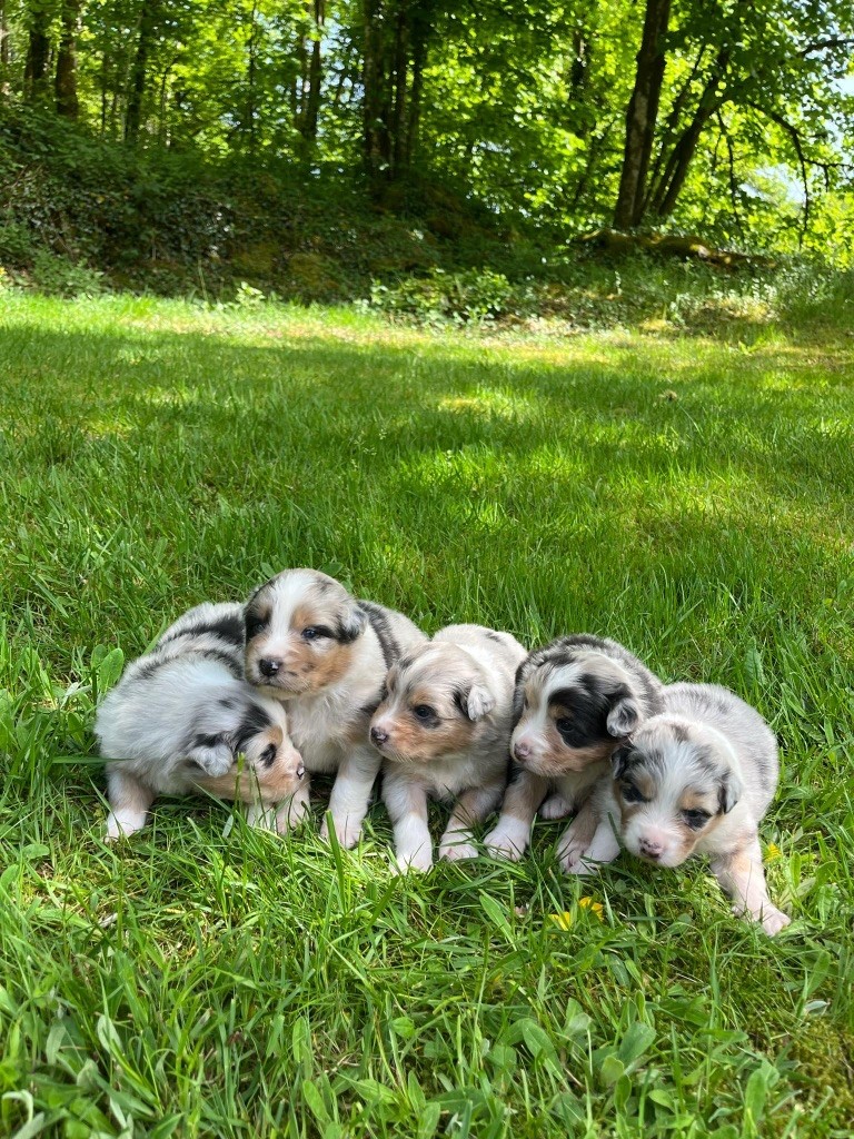 Du rivage des mille etangs - Chiots disponibles - Berger Australien