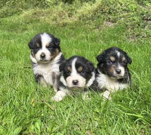 Du rivage des mille etangs - Chiots disponibles - Berger Australien