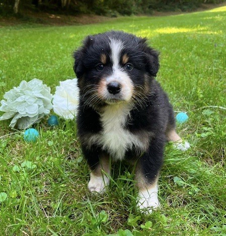 Du rivage des mille etangs - Chiots disponibles - Berger Australien
