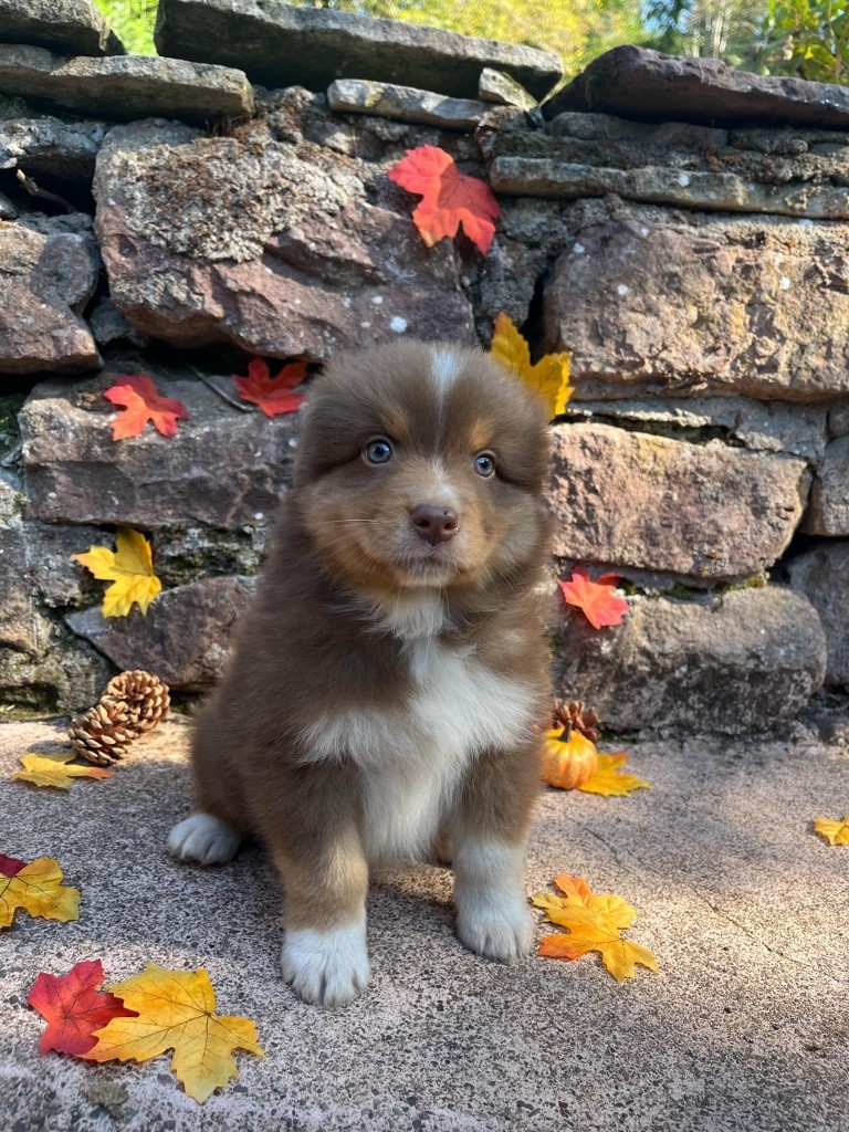Du rivage des mille etangs - Chiots disponibles - Berger Australien