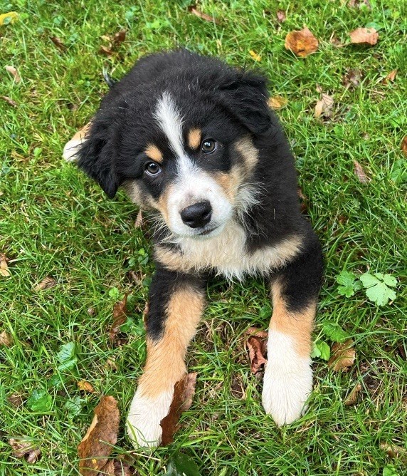 Du rivage des mille etangs - Chiots disponibles - Berger Australien