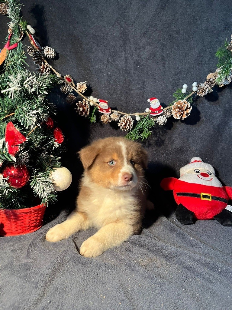 Du rivage des mille etangs - Chiots disponibles - Berger Australien