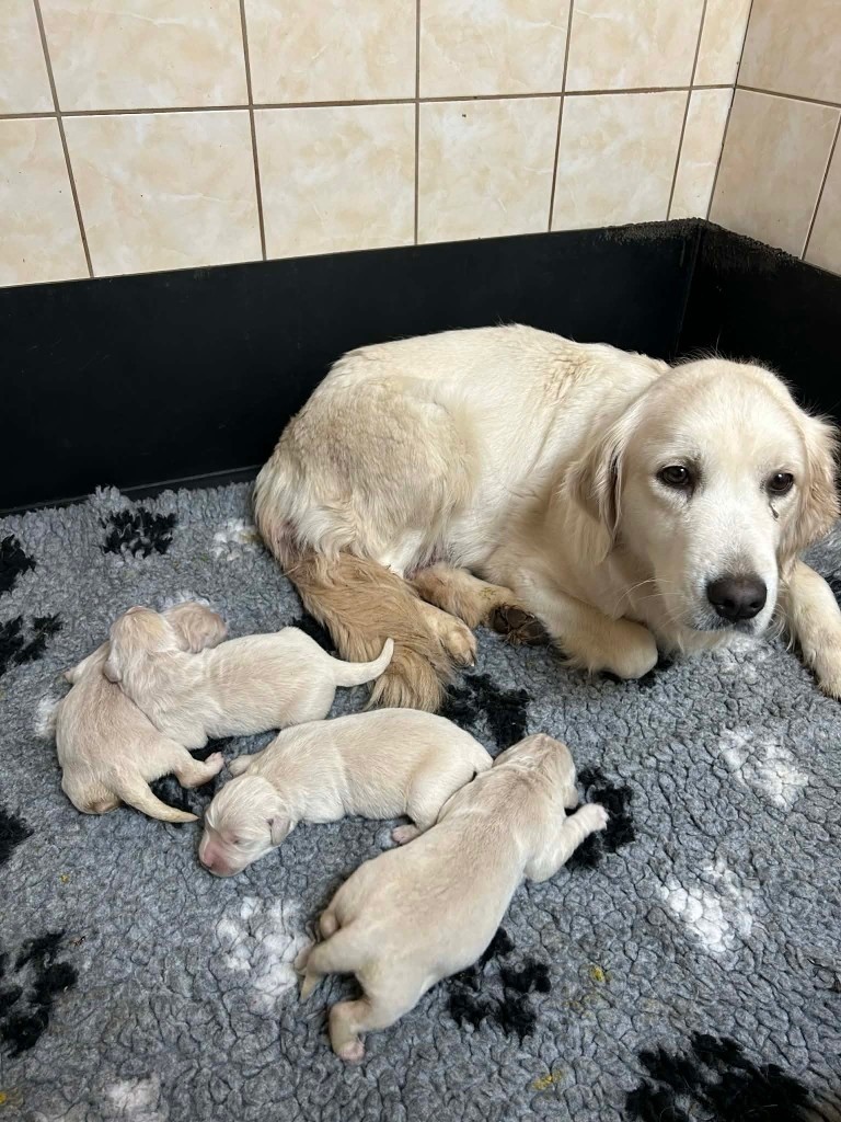 Du rivage des mille etangs - Golden Retriever - Portée née le 15/11/2025