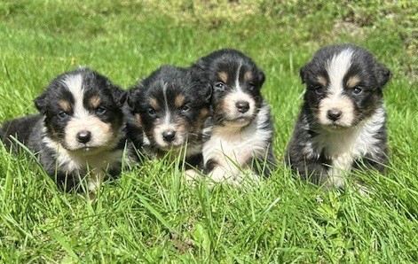 Du rivage des mille etangs - Chiots disponibles - Berger Australien
