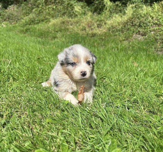 Du rivage des mille etangs - Chiots disponibles - Berger Australien