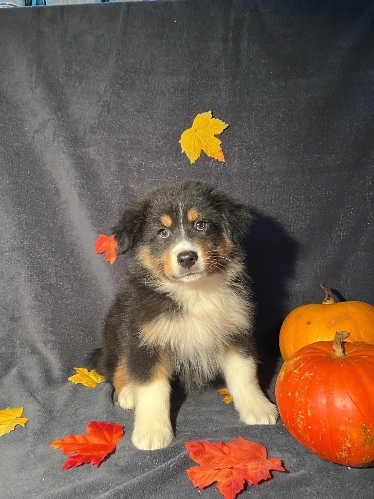 Du rivage des mille etangs - Chiots disponibles - Berger Australien