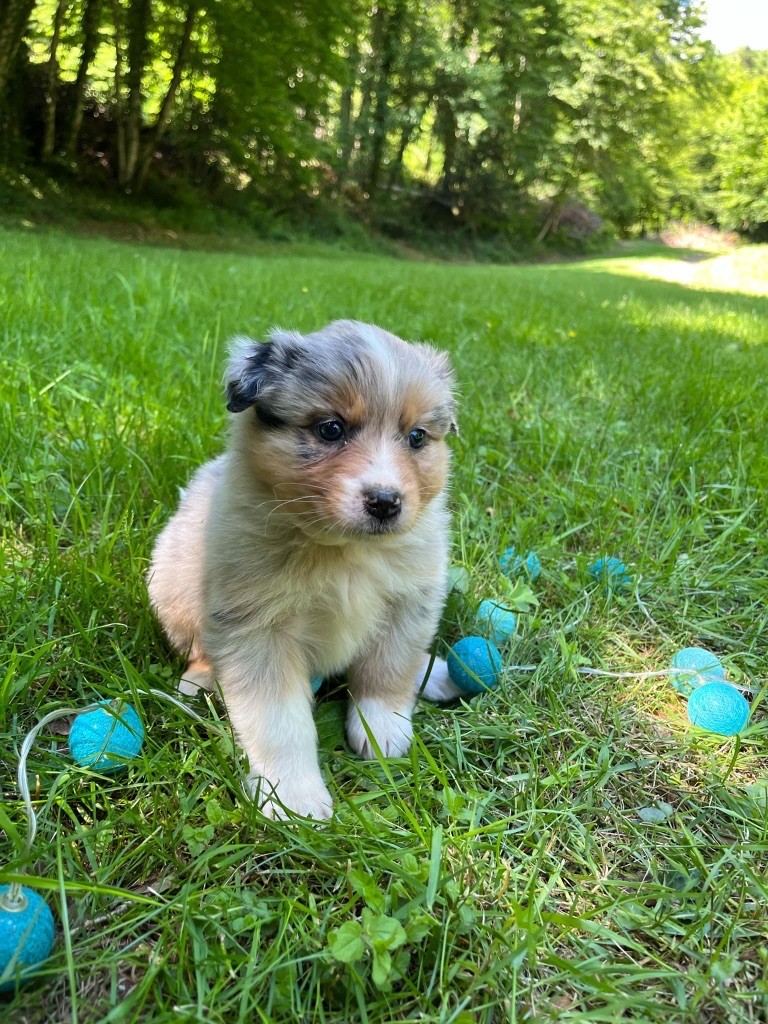 Du rivage des mille etangs - Chiots disponibles - Berger Australien