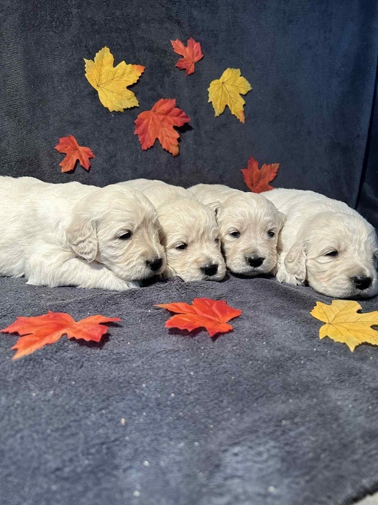 Du rivage des mille etangs - Chiots disponibles - Golden Retriever